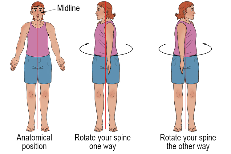Rotation of the body occurs through the joints of the spine. Keeping your spine inline with the mid-line of your body, rotate the top half of your body through approximately 120°.